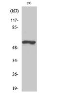 TH (phospho Ser19) Polyclonal Antibody