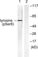 TH (phospho Ser8) Polyclonal Antibody