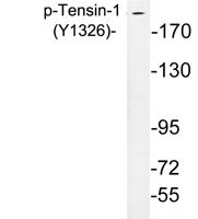 Tensin-1 (phospho Tyr1326) Polyclonal Antibody