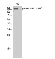 Tensin-2 (phospho Tyr483) Polyclonal Antibody