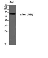 Tak1 (phospho Ser439) Polyclonal Antibody