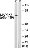 Tak1 (phospho Ser439) Polyclonal Antibody