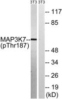 Tak1 (phospho Thr187) Polyclonal Antibody