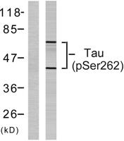 Tau (phospho Ser262) Polyclonal Antibody