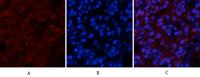 Tau (phospho Ser396) Polyclonal Antibody