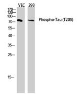 Tau (phospho Thr205) Polyclonal Antibody