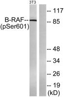 Raf-B (phospho Ser602) Polyclonal Antibody