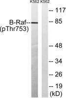 Raf-B (phospho Thr753) Polyclonal Antibody