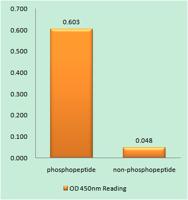 RARα (phospho Ser77) Polyclonal Antibody