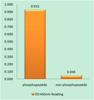 Rb (phospho Ser608) Polyclonal Antibody