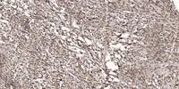 Rad51 (phospho Tyr315) Polyclonal Antibody