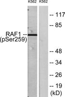 Raf-1 (phospho Ser259) Polyclonal Antibody