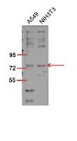 Raf-1 (phospho Ser301) Polyclonal Antibody