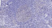 Raf-1 (phospho Ser301) Polyclonal Antibody