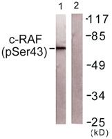 Raf-1 (phospho Ser43) Polyclonal Antibody