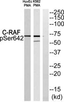 Raf-1 (phospho Ser642) Polyclonal Antibody