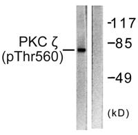 PKC ζ (phospho Thr560) Polyclonal Antibody