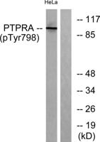 PTPα (phospho Tyr798) Polyclonal Antibody