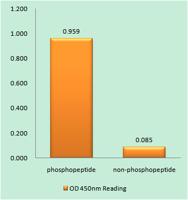 PKD1 (phospho Tyr463) Polyclonal Antibody