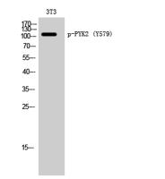 PYK2 (phospho Tyr579) Polyclonal Antibody