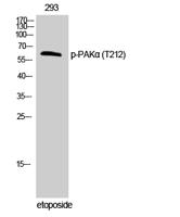 PAKα (phospho Thr212) Polyclonal Antibody