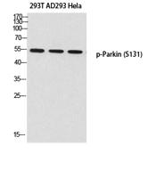 Parkin (phospho Ser131) Polyclonal Antibody