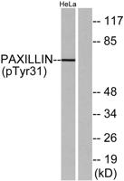 Paxillin (phospho Tyr31) Polyclonal Antibody