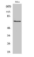 Paxillin (phospho Tyr88) Polyclonal Antibody