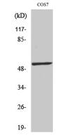 p53 (phospho Ser20) Polyclonal Antibody