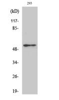 p53 (phospho Ser315) Polyclonal Antibody