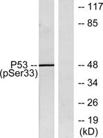 p53 (phospho Ser33) Polyclonal Antibody