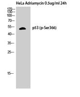 p53 (phospho Ser366) Polyclonal Antibody