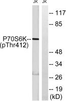 p70 S6 kinase α (phospho Thr412) Polyclonal Antibody