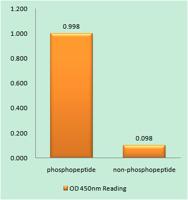 p70 S6 kinase α (phospho Thr444) Polyclonal Antibody