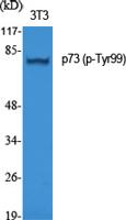 p73 (phospho Tyr99) Polyclonal Antibody