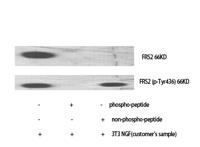 FRS2 (phospho Tyr436) Polyclonal Antibody