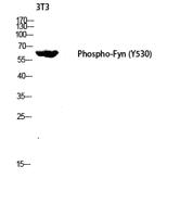 Fyn (phospho Tyr530) Polyclonal Antibody