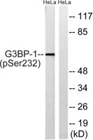 G3BP1 (phospho Ser232) Polyclonal Antibody