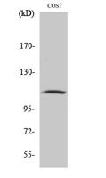 Gab 1 (phospho Tyr627) Polyclonal Antibody