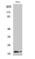 p21 (phospho Thr145) Polyclonal Antibody