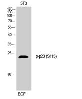 p23 (phospho Ser113) Polyclonal Antibody