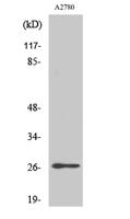 p27 (phospho Ser10) Polyclonal Antibody