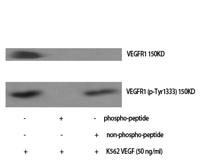 Flt-1/VEGFR1 (phospho Tyr1333) Polyclonal Antibody