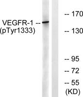 Flt-1/VEGFR1 (phospho Tyr1333) Polyclonal Antibody