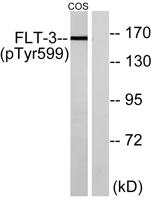 Flt3 (phospho Tyr599) Polyclonal Antibody