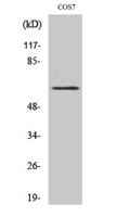 GABAA Rβ1 (phospho Ser434) Polyclonal Antibody