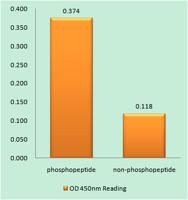 IL-3Rβ (phospho Tyr593) Polyclonal Antibody