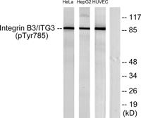 Integrin β3 (phospho Tyr785) Polyclonal Antibody