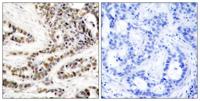 CREB-1 (phospho Ser129) Polyclonal Antibody
