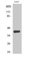 Crk II (phospho Tyr221) Polyclonal Antibody